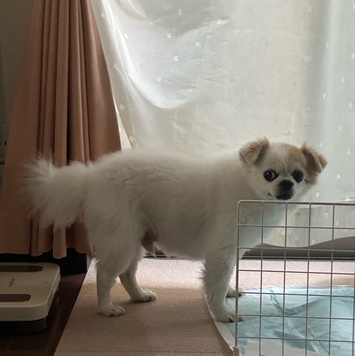 25257800nn's tweet photo. これ以上デカくなかったら中型犬の料金とりますよって言われたことがあるチワワ https://t.co/6aWdewyYRE