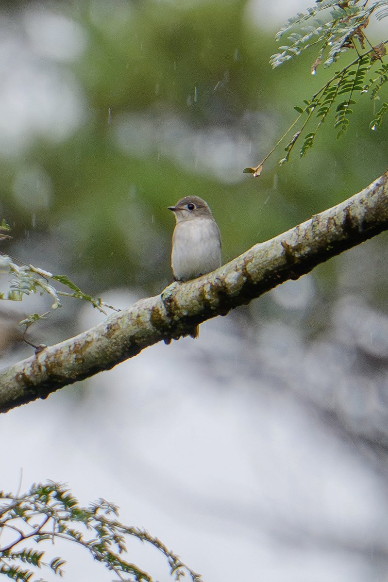 Japan_NatureW's tweet photo. 小雨が降る公園にて
1羽が飛んでる虫を狙ってる。
#コサメビタキ #asianbrownflycatcher 
#野鳥観察 #birdwatchig 
#hyogoprefecture https://t.co/21fkYPN53N