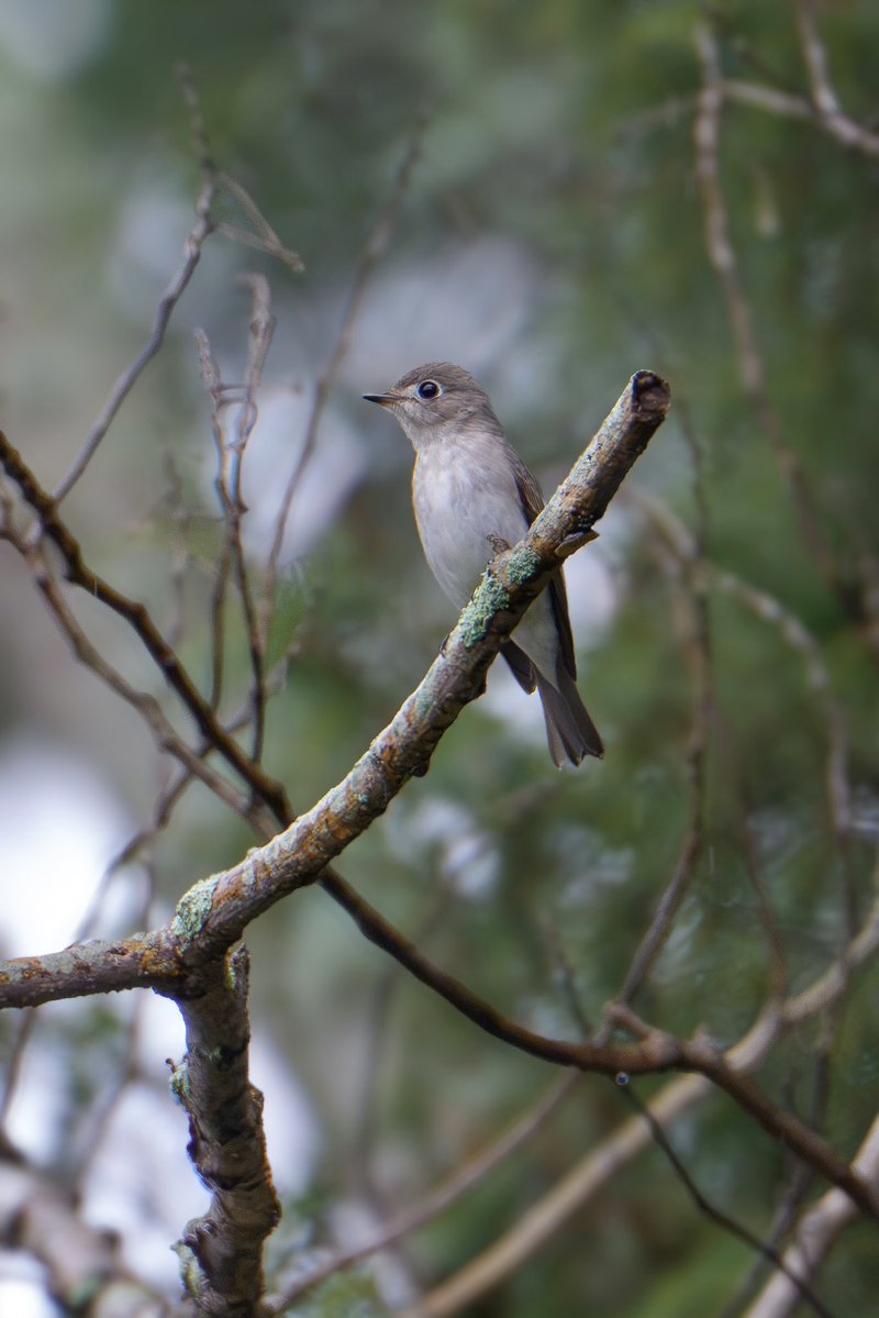 Japan_NatureW's tweet photo. 小雨が降る公園にて
1羽が飛んでる虫を狙ってる。
#コサメビタキ #asianbrownflycatcher 
#野鳥観察 #birdwatchig 
#hyogoprefecture https://t.co/21fkYPN53N