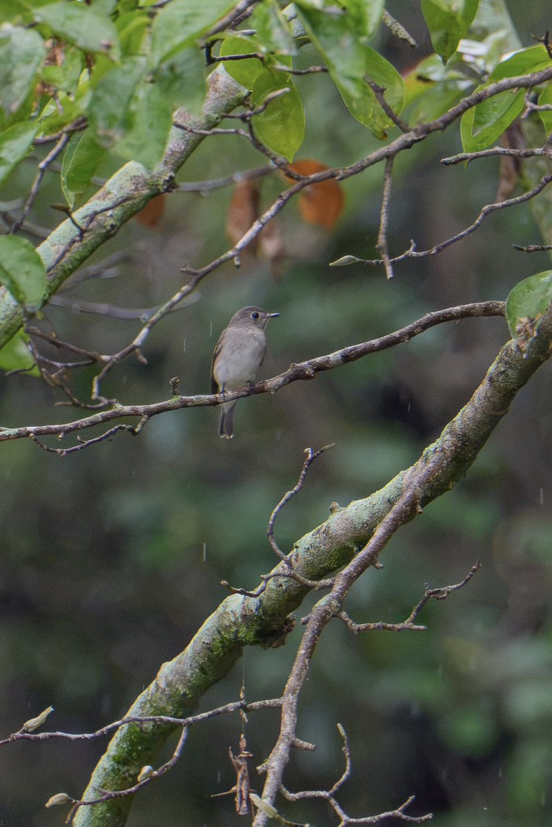 Japan_NatureW's tweet photo. 小雨が降る公園にて
1羽が飛んでる虫を狙ってる。
#コサメビタキ #asianbrownflycatcher 
#野鳥観察 #birdwatchig 
#hyogoprefecture https://t.co/21fkYPN53N