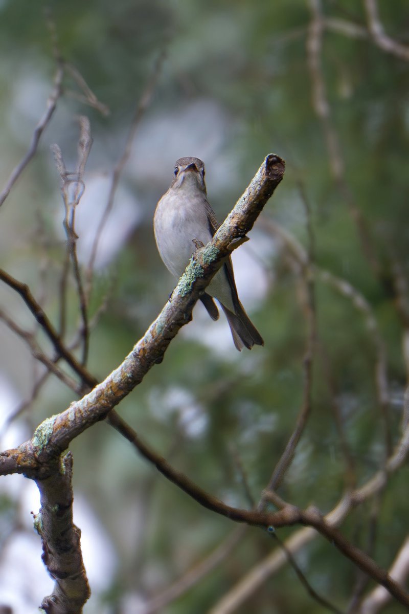Japan_NatureW's tweet photo. 小雨が降る公園にて
1羽が飛んでる虫を狙ってる。
#コサメビタキ #asianbrownflycatcher 
#野鳥観察 #birdwatchig 
#hyogoprefecture https://t.co/21fkYPN53N