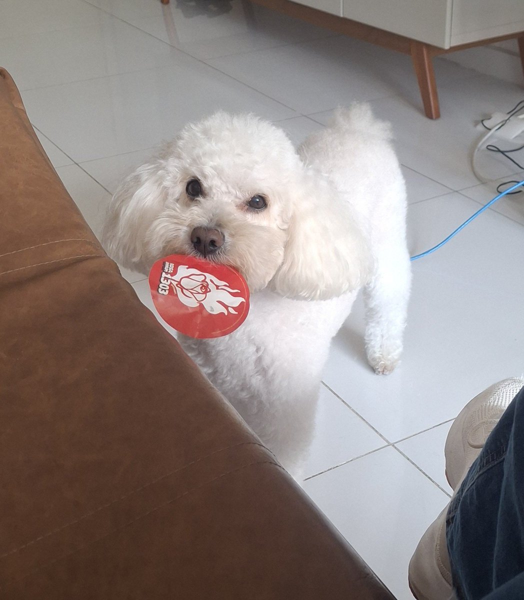 taemeetslove's tweet photo. Poodle pernambucano eleitor de Rosa Amorim https://t.co/A1dA3QGwpZ