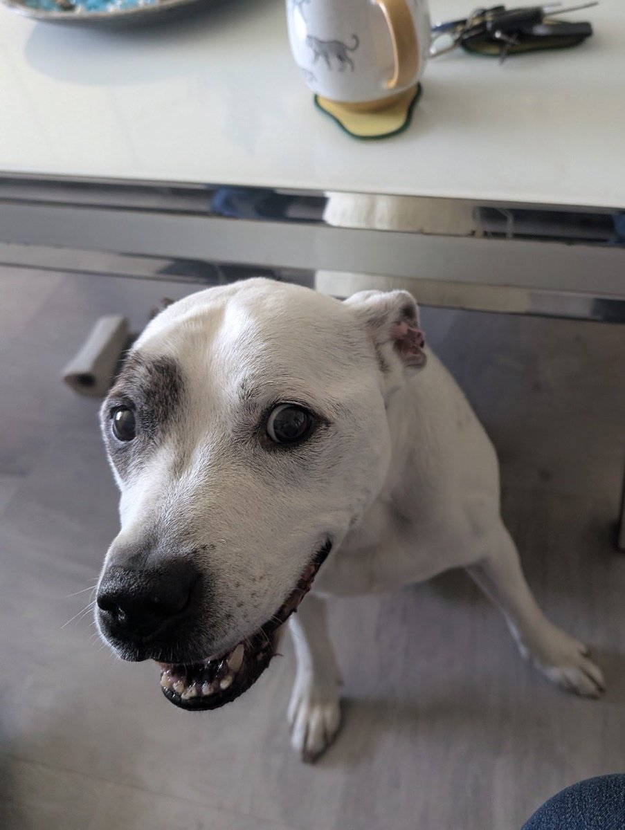 H2RScotland's tweet photo. A loving home needed for Tyson - 15 year old - Staffy.  
Tyson is grieving the loss of his number one human, he loved. At his age, he deserves all the love, comfort and security we can possibly find for him.
Unfortunately the other human in Tyson's life, is in poor health and unable to continue to care for him, or give him the time and care he needs.
Tyson is a lovely boy who adores cuddles, gentle pats and human affection. 
He will greet you with a wagging tail, then roll over for a belly rub.
He has so much love to give and deserves to spend his golden years surrounded by kindness, warmth and understanding.
He is looking for a special person who understands the needs of an older dog, who can offer Tyson a safe, peaceful and loving home, where he can settle in at his own pace and feel cherished again.
Tyson is very sociable with all people and good with children, however not as tolerant of other dogs or cats. So would need a home with no other pets.
Tyson is registered with with the vet, he is microchipped, with no medical problems, not able to say when Tyson was last seen by the vet.
He has not been walked on a lead, he has not been socialised with other dogs, he has shown aggression towards them. Although he has accepted and played with the dog belonging to other family member.
Tyson can be left alone, he sleeps on a throw on the floor, he is house trained, he is okay travelling in the car.
Tyson enjoys playing with a ball, he loves treats and does like a bone.
Tyson has been eating Webbox chicken roll with toast, he has now been eating Butchers tinned dog food with kibble.
This "Loving Boy" craves affection and human interaction.
Could you be the special person Tyson needs, or perhaps you know someone who could open their heart and home to this beautiful older boy.
Tyson is desperately looking for a happy, peaceful retirement, if you can help Tyson please email info@help2rehome.com for more information.