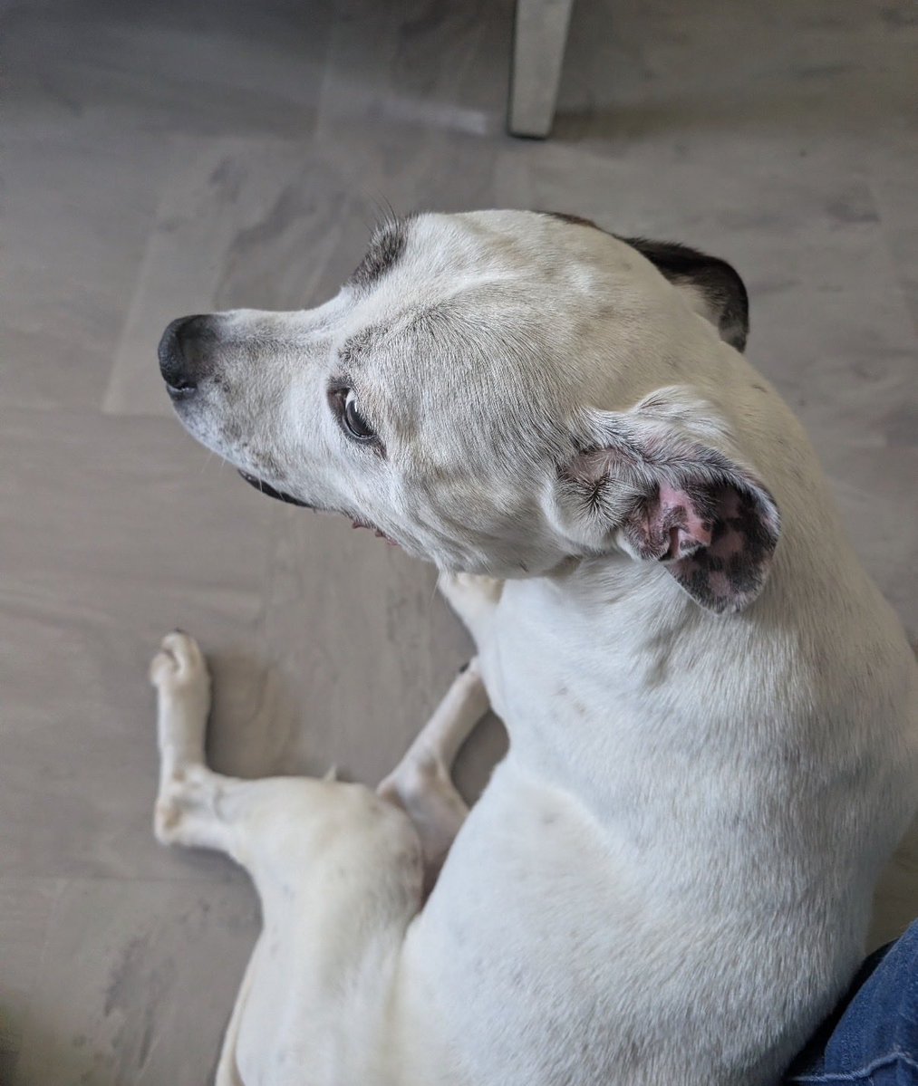 H2RScotland's tweet photo. A loving home needed for Tyson - 15 year old - Staffy.  
Tyson is grieving the loss of his number one human, he loved. At his age, he deserves all the love, comfort and security we can possibly find for him.
Unfortunately the other human in Tyson's life, is in poor health and unable to continue to care for him, or give him the time and care he needs.
Tyson is a lovely boy who adores cuddles, gentle pats and human affection. 
He will greet you with a wagging tail, then roll over for a belly rub.
He has so much love to give and deserves to spend his golden years surrounded by kindness, warmth and understanding.
He is looking for a special person who understands the needs of an older dog, who can offer Tyson a safe, peaceful and loving home, where he can settle in at his own pace and feel cherished again.
Tyson is very sociable with all people and good with children, however not as tolerant of other dogs or cats. So would need a home with no other pets.
Tyson is registered with with the vet, he is microchipped, with no medical problems, not able to say when Tyson was last seen by the vet.
He has not been walked on a lead, he has not been socialised with other dogs, he has shown aggression towards them. Although he has accepted and played with the dog belonging to other family member.
Tyson can be left alone, he sleeps on a throw on the floor, he is house trained, he is okay travelling in the car.
Tyson enjoys playing with a ball, he loves treats and does like a bone.
Tyson has been eating Webbox chicken roll with toast, he has now been eating Butchers tinned dog food with kibble.
This "Loving Boy" craves affection and human interaction.
Could you be the special person Tyson needs, or perhaps you know someone who could open their heart and home to this beautiful older boy.
Tyson is desperately looking for a happy, peaceful retirement, if you can help Tyson please email info@help2rehome.com for more information.