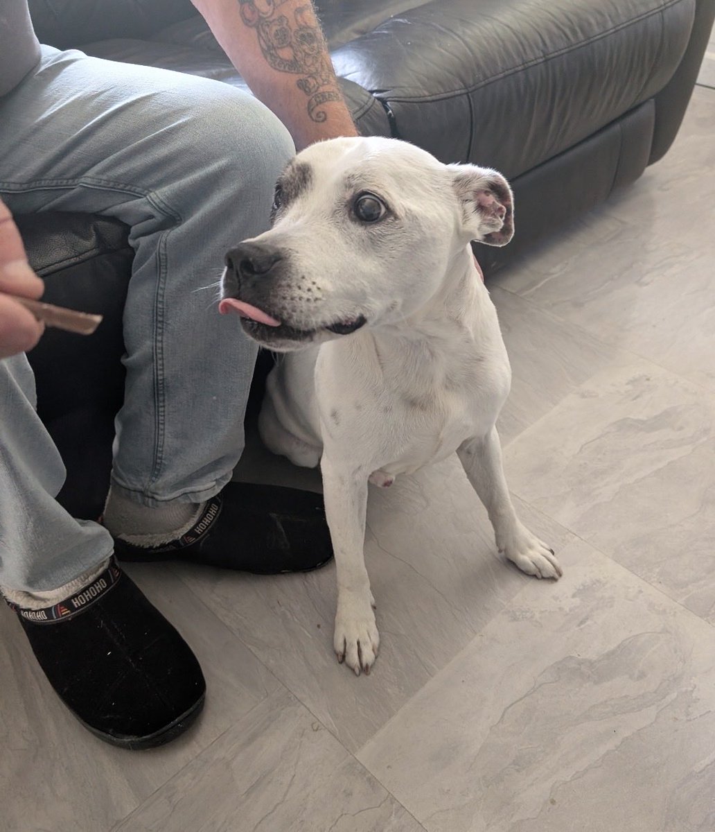 H2RScotland's tweet photo. A loving home needed for Tyson - 15 year old - Staffy.  
Tyson is grieving the loss of his number one human, he loved. At his age, he deserves all the love, comfort and security we can possibly find for him.
Unfortunately the other human in Tyson's life, is in poor health and unable to continue to care for him, or give him the time and care he needs.
Tyson is a lovely boy who adores cuddles, gentle pats and human affection. 
He will greet you with a wagging tail, then roll over for a belly rub.
He has so much love to give and deserves to spend his golden years surrounded by kindness, warmth and understanding.
He is looking for a special person who understands the needs of an older dog, who can offer Tyson a safe, peaceful and loving home, where he can settle in at his own pace and feel cherished again.
Tyson is very sociable with all people and good with children, however not as tolerant of other dogs or cats. So would need a home with no other pets.
Tyson is registered with with the vet, he is microchipped, with no medical problems, not able to say when Tyson was last seen by the vet.
He has not been walked on a lead, he has not been socialised with other dogs, he has shown aggression towards them. Although he has accepted and played with the dog belonging to other family member.
Tyson can be left alone, he sleeps on a throw on the floor, he is house trained, he is okay travelling in the car.
Tyson enjoys playing with a ball, he loves treats and does like a bone.
Tyson has been eating Webbox chicken roll with toast, he has now been eating Butchers tinned dog food with kibble.
This "Loving Boy" craves affection and human interaction.
Could you be the special person Tyson needs, or perhaps you know someone who could open their heart and home to this beautiful older boy.
Tyson is desperately looking for a happy, peaceful retirement, if you can help Tyson please email info@help2rehome.com for more information.