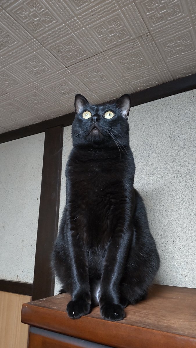 pitaroua's tweet photo. なぜかびっくりまなこで一点を見つめる猫様 https://t.co/rgGrGn1gqG
