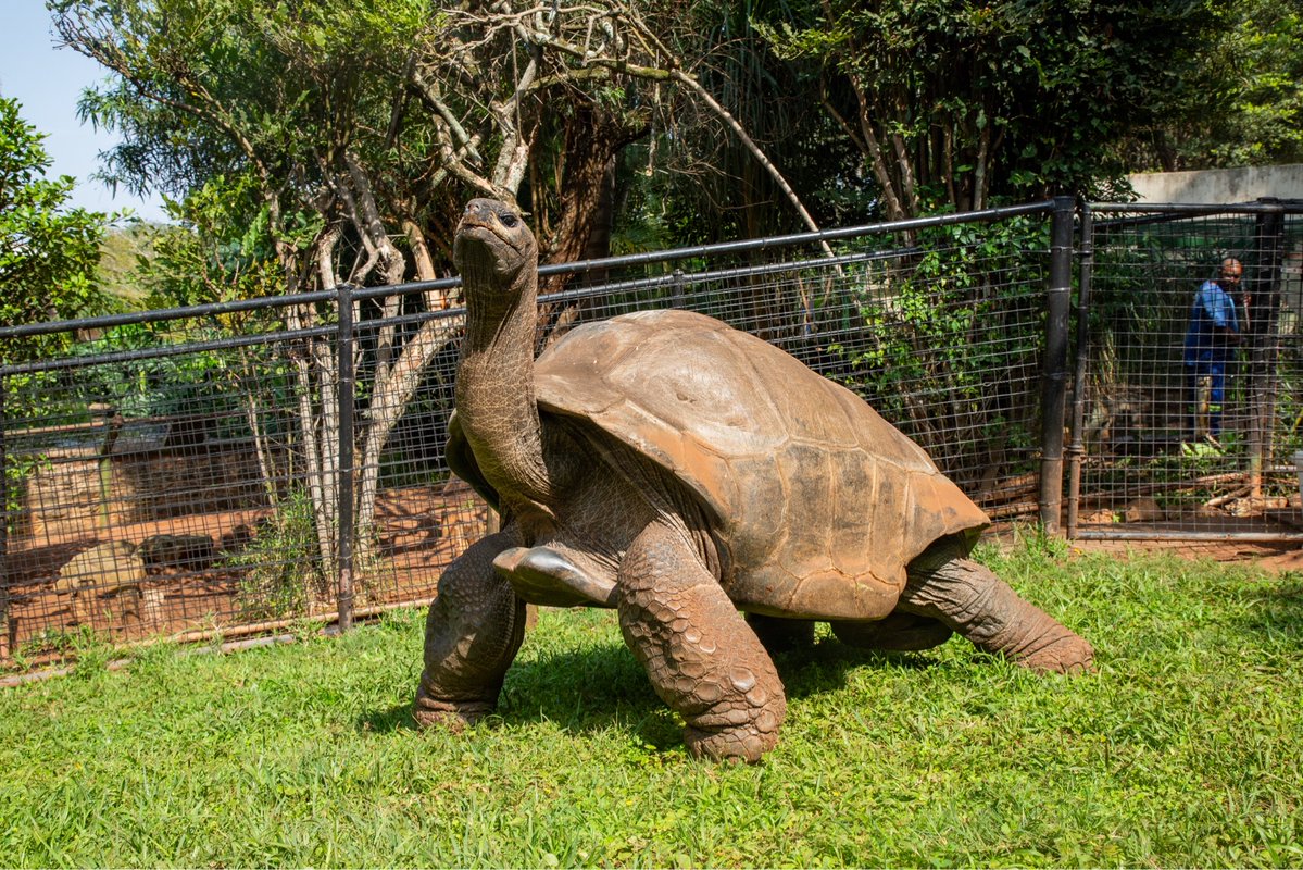 eThekwiniM's tweet photo. Admiral has been calling Mitchell Park Zoo home for generations after being left by a departing naval officer before heading off to World War I and never returned. Admiral  turned 122 years old on the 24th of September. 
#mycitymyhome  
#ethekwinimunicipality https://t.co/mHv6qQiBXv