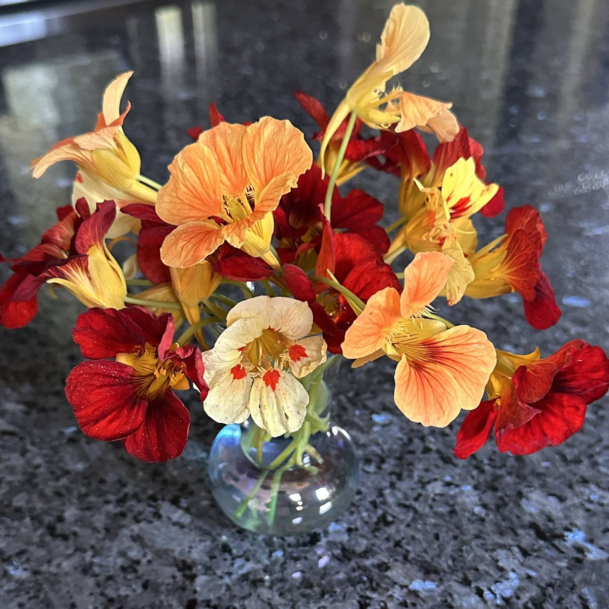 VanIsleGardener's tweet photo. End of season nasturtiums from #MyGarden #WhatsInYourVase #FlowersOnFriday https://t.co/lDyu7qQvua