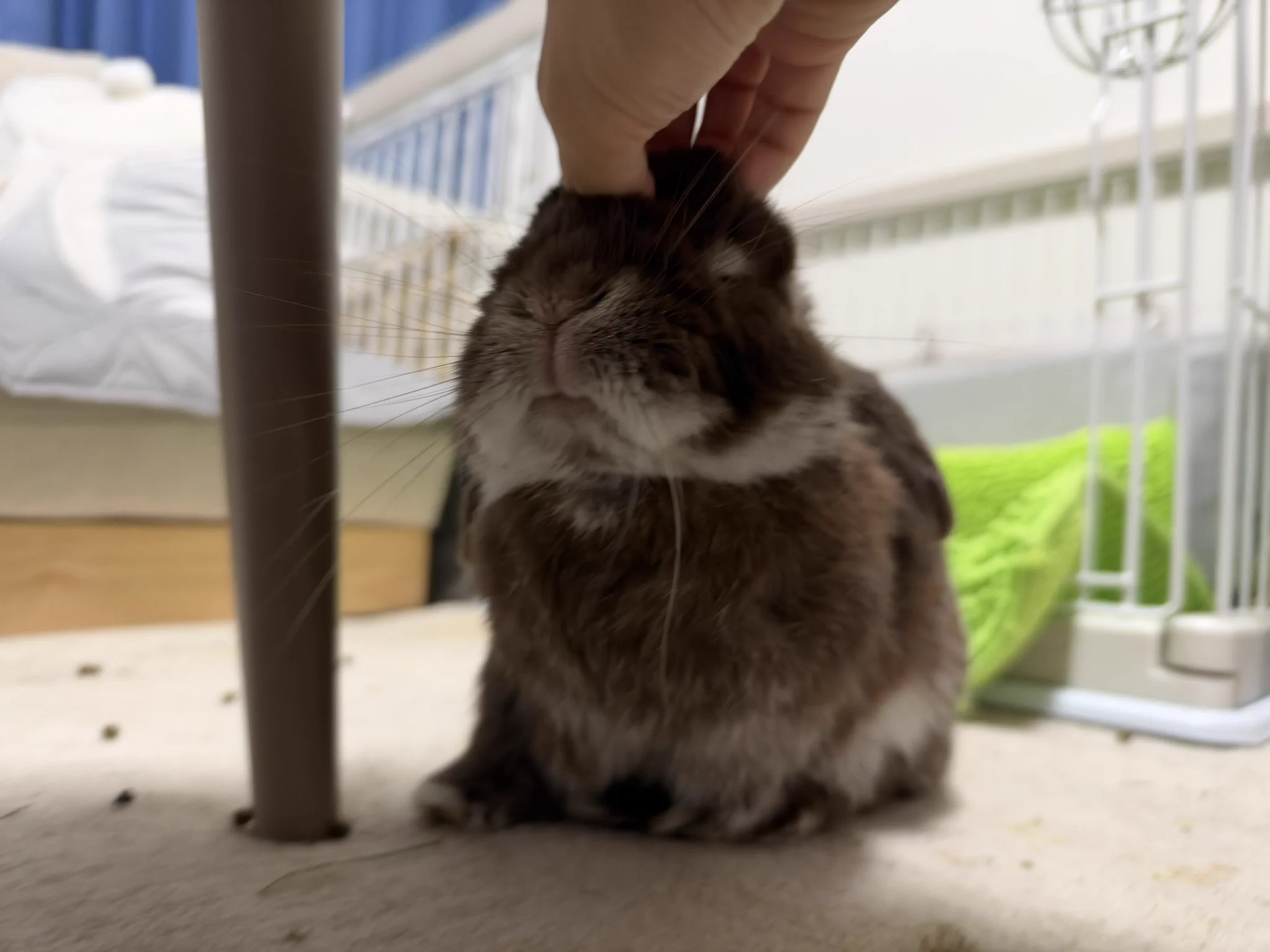 今日もうちのうさぎがかわいい on X / X