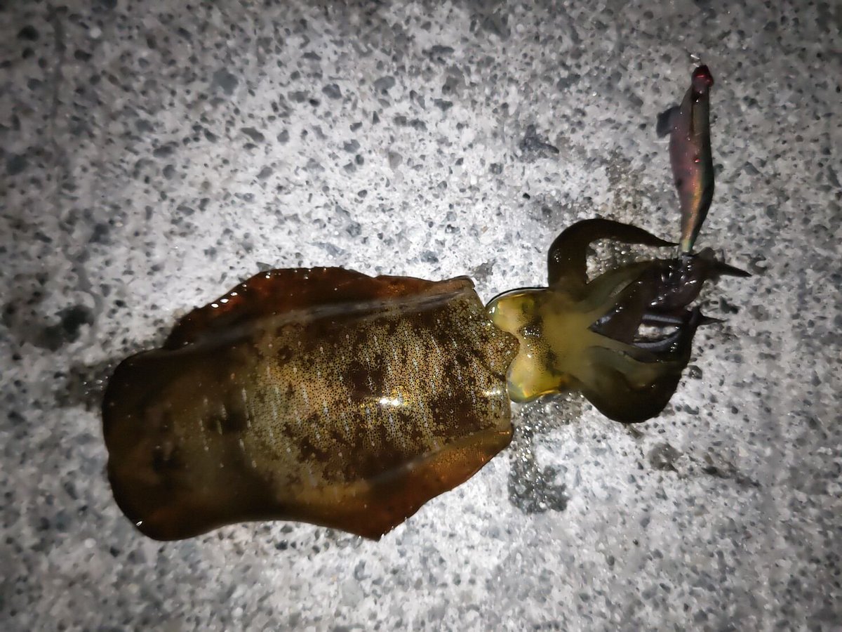 Paz_T616's tweet photo. 月夜を期待して連夜のエギング。
しかし、序盤はずっと雲の中。
あまりいい場所にも入れず。。。
それでも２杯は来てくれました。

#明石エギング
#ワイルドチェイス
#ダートマックス https://t.co/xTu7lLBzcq