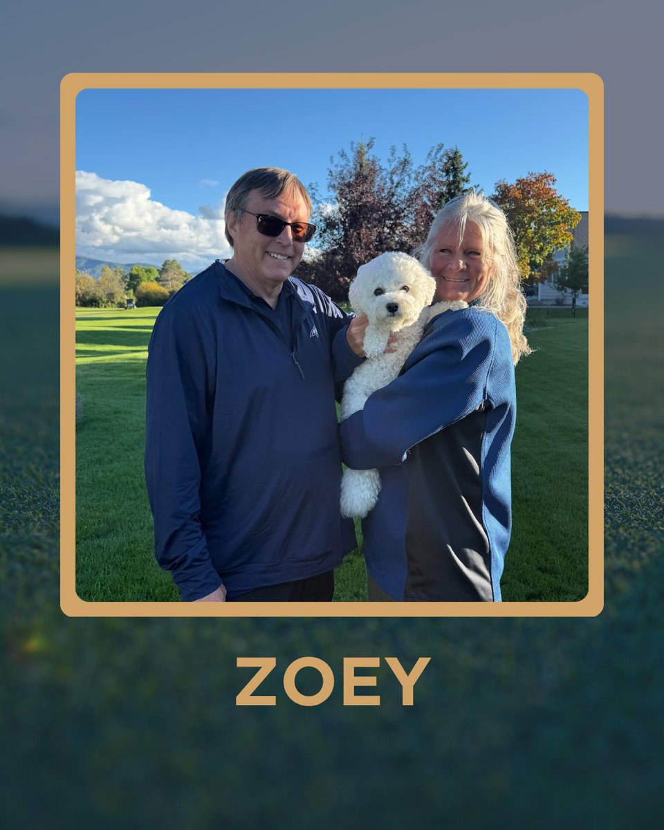 5ClubsGolf's tweet photo. From Hampshire to St. Andrews to Montana and beyond. 🐶⛳
Sydney, the Dogs of St. Andrews, Zoey, and Luna Dina make up this week’s Dogs of the Week.
Think your dog belongs in the lineup? Send them to dogs@5clubsgolf.com
#5ClubsGolf #DogsOfTheWeek #GolfDogs #StAndrews https://t.co/6xjcADvJ6s