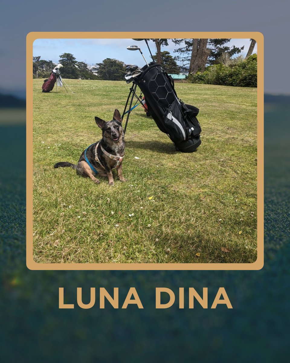 5ClubsGolf's tweet photo. From Hampshire to St. Andrews to Montana and beyond. 🐶⛳
Sydney, the Dogs of St. Andrews, Zoey, and Luna Dina make up this week’s Dogs of the Week.
Think your dog belongs in the lineup? Send them to dogs@5clubsgolf.com
#5ClubsGolf #DogsOfTheWeek #GolfDogs #StAndrews https://t.co/6xjcADvJ6s