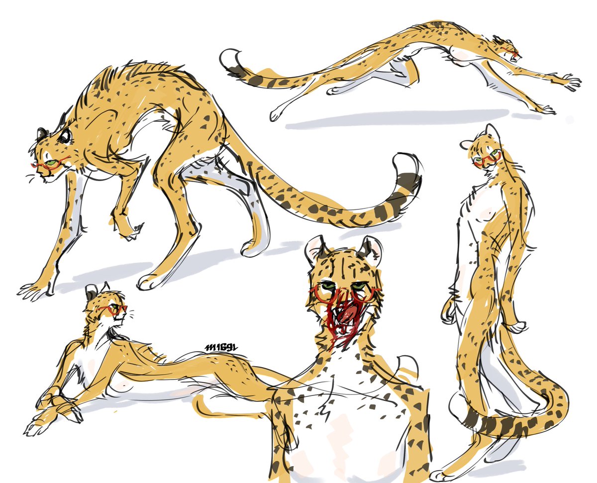 mibgl2's tweet photo. Barb cheetah https://t.co/yk1dcyGj7s
