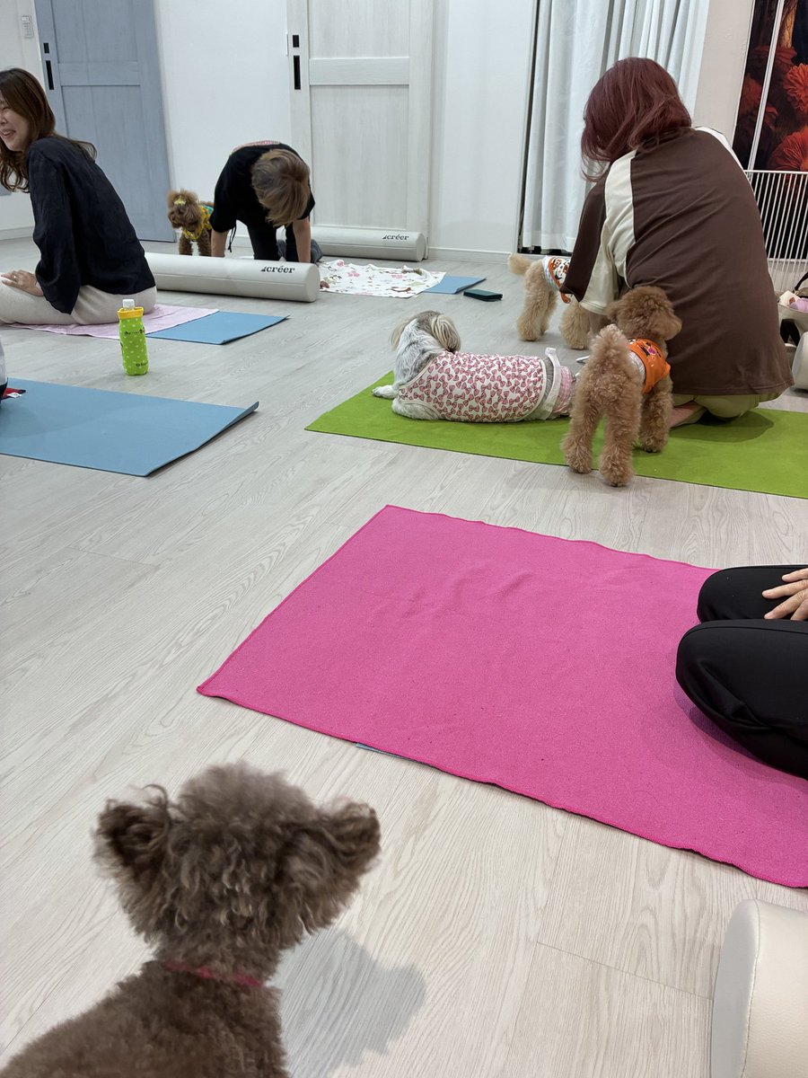 palpal_love's tweet photo. ワンちゃんと行けるピラティスに行ったよ。わちゃわちゃ楽しかった。ただたまたまプードルばっかりでアウェーだったかな笑みんな優しくてかわいい子ばかり🩷 https://t.co/Ih5vPdE0uL