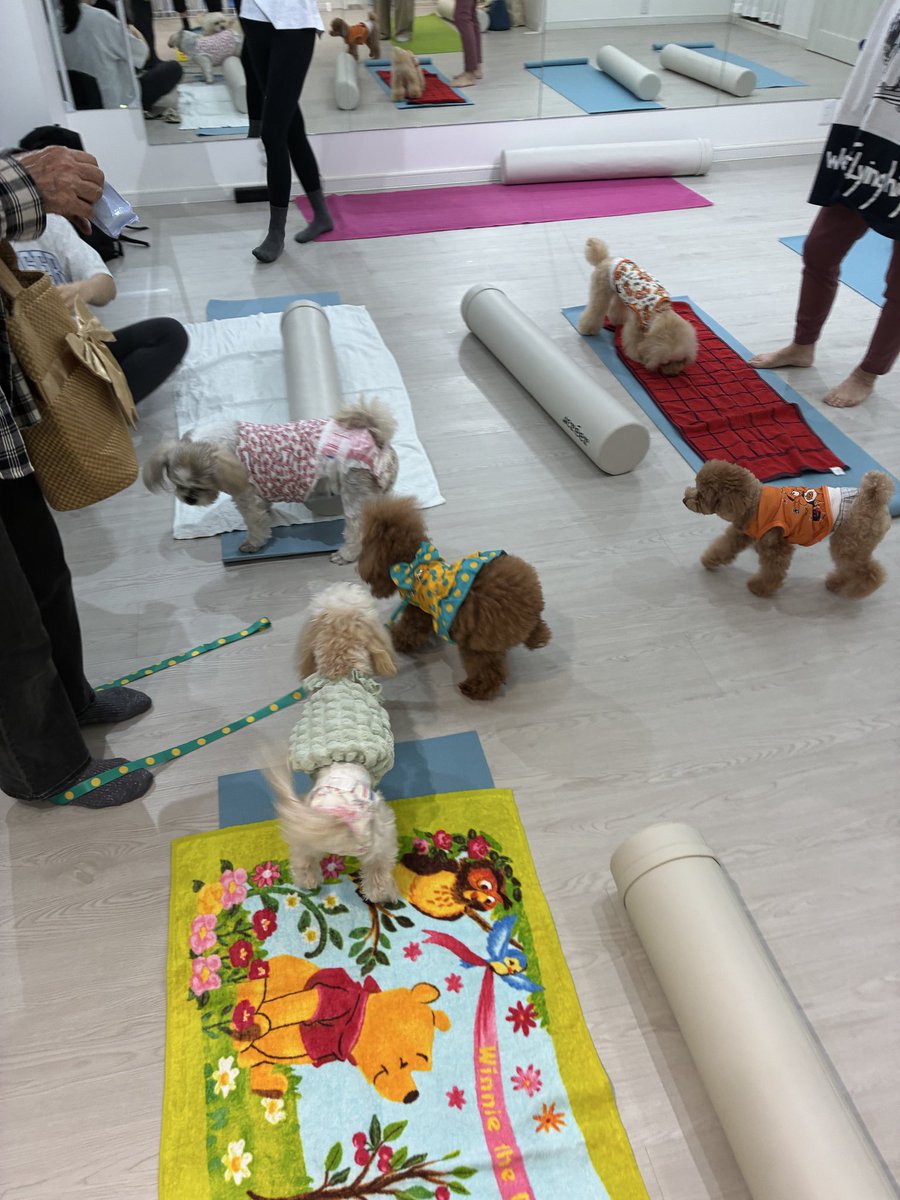 palpal_love's tweet photo. ワンちゃんと行けるピラティスに行ったよ。わちゃわちゃ楽しかった。ただたまたまプードルばっかりでアウェーだったかな笑みんな優しくてかわいい子ばかり🩷 https://t.co/Ih5vPdE0uL