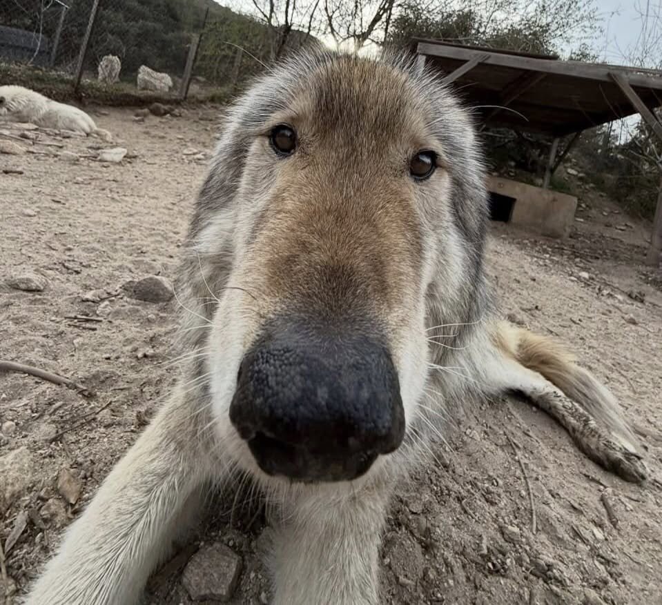 frisbeedawg_'s tweet photo. would u give me a hashbrown if I asked nicely and looked at u like this https://t.co/XElK1XnsCS