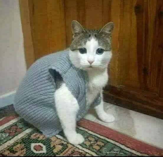 hamstersungie8's tweet photo. havalar sogudugundan beri ben https://t.co/26Ey5hCLsH