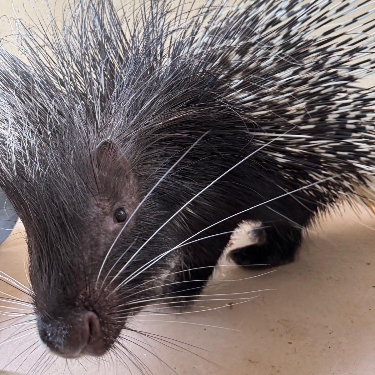 TheTorontoZoo's tweet photo. Male African crested porcupine “Mr. P” recently celebrated his 17th birthday in the African Rainforest Pavilion 🎈

At 17 years young, Mr. P continues to be in great health and is an eager participant in training sessions with his team, although we suspect his favourite foods provide a little extra motivation. 

Read more ⬇️ #GuardiansofWild 
https://t.co/pkjaAuEpwj