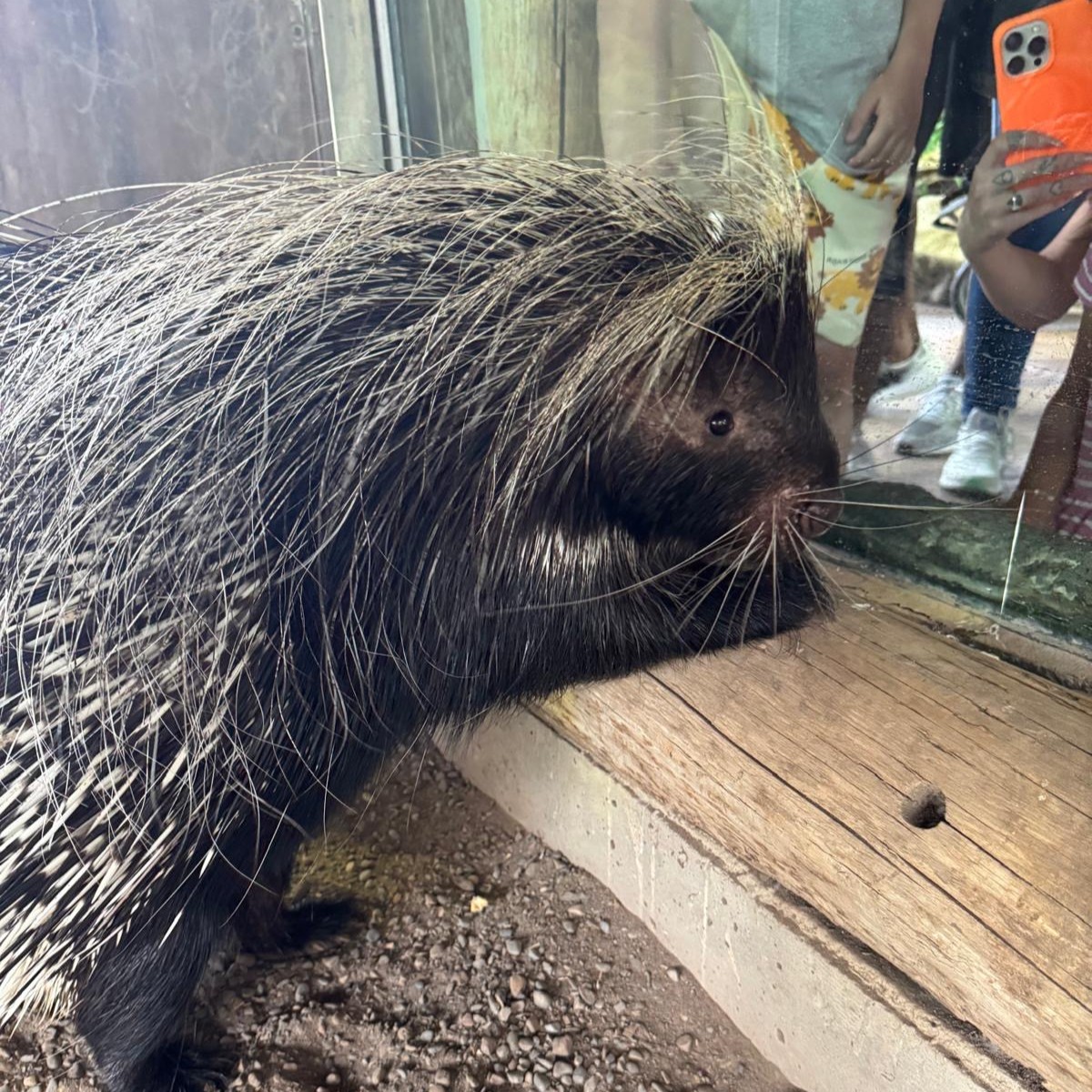 TheTorontoZoo's tweet photo. Male African crested porcupine “Mr. P” recently celebrated his 17th birthday in the African Rainforest Pavilion 🎈

At 17 years young, Mr. P continues to be in great health and is an eager participant in training sessions with his team, although we suspect his favourite foods provide a little extra motivation. 

Read more ⬇️ #GuardiansofWild 
https://t.co/pkjaAuEpwj