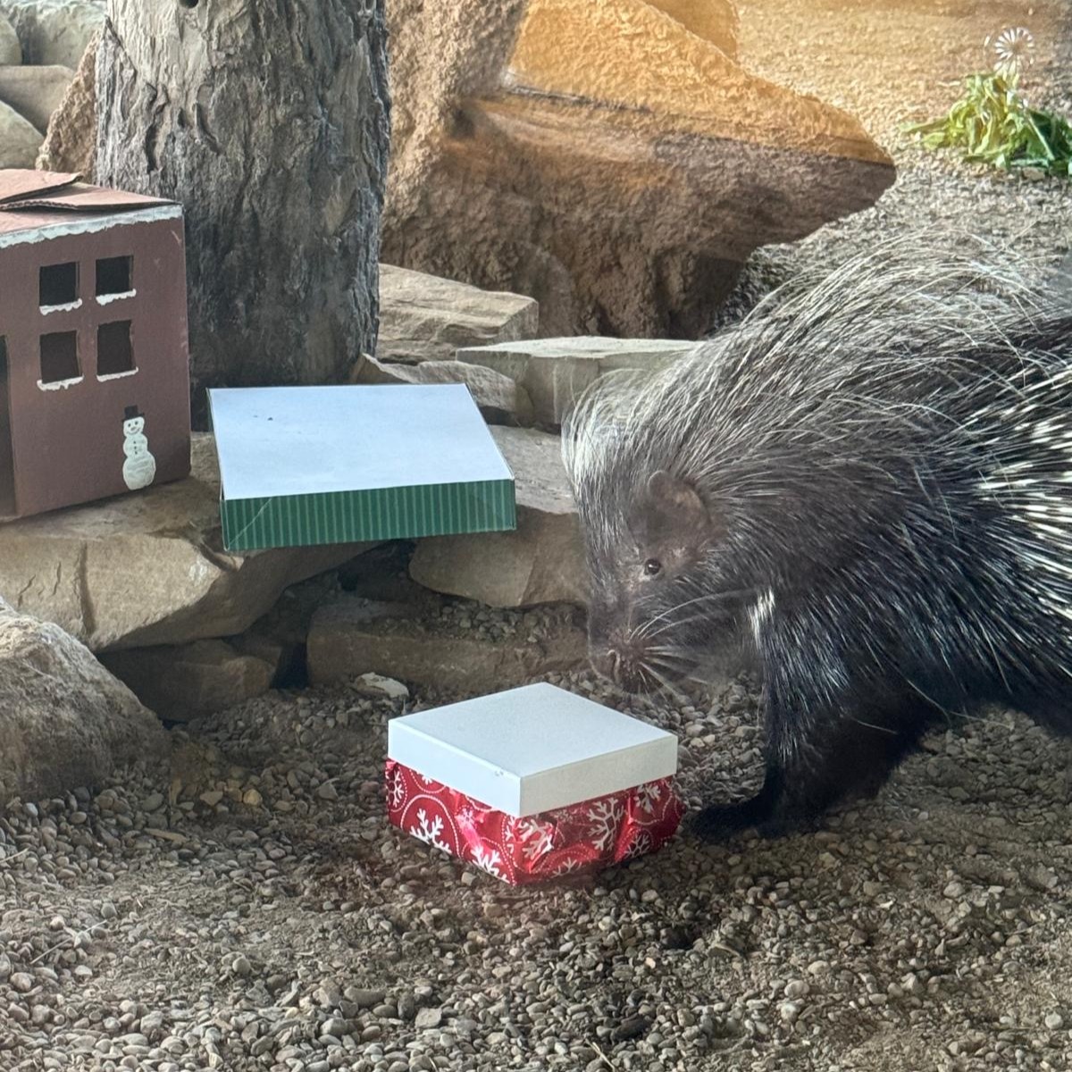 TheTorontoZoo's tweet photo. Male African crested porcupine “Mr. P” recently celebrated his 17th birthday in the African Rainforest Pavilion 🎈

At 17 years young, Mr. P continues to be in great health and is an eager participant in training sessions with his team, although we suspect his favourite foods provide a little extra motivation. 

Read more ⬇️ #GuardiansofWild 
https://t.co/pkjaAuEpwj