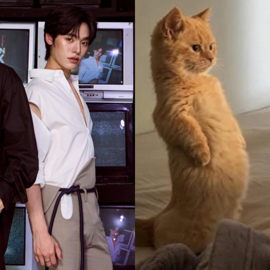 PimmyWang's tweet photo. แมวอิ่มนม พุงเต่ง 🐈‍⬛🍼

#porsuppakarn https://t.co/8IWFYxN1uQ