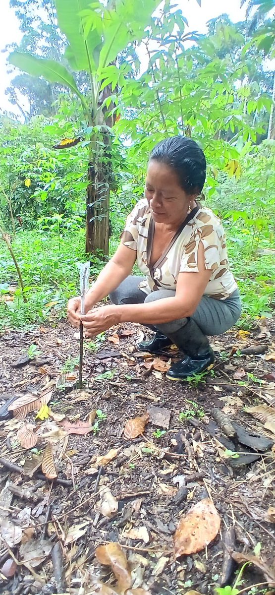 Agricultura_CZ2's tweet photo. ¡Más asistencia técnica para la producción de cacao en #Napo!
Productores de San Rafael de Archidona recibieron acompañamiento técnico en manejo y renovación de plantas de cacao, incorporando prácticas para mejorar el desarrollo de sus cultivos. https://t.co/9Hy8EKsQMf