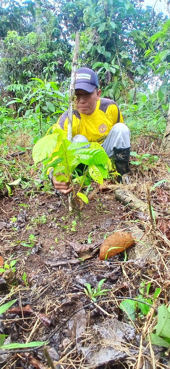 Agricultura_CZ2's tweet photo. ¡Más asistencia técnica para la producción de cacao en #Napo!
Productores de San Rafael de Archidona recibieron acompañamiento técnico en manejo y renovación de plantas de cacao, incorporando prácticas para mejorar el desarrollo de sus cultivos. https://t.co/9Hy8EKsQMf