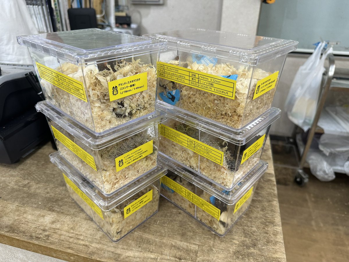 PowerInsectC's tweet photo. ランバージャックさんの委託販売に出しました！
今回も安めです。
グランディスはオス75mm以上3ペア出品です。

出品リストは以下返信欄です。

ビシグナートゥスは昨年のランバージャックさんインド便の累代品、ツノボソは昨年むし社で購入した累代品です。

ぜひよろしくお願いいたします！ https://t.co/xYgInV0Owz
