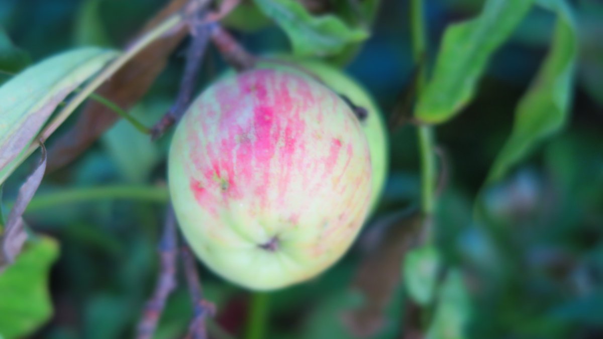 kushirocom's tweet photo. →大規模な🍎果樹園はどうか？

当サイトの実験では完全オーガニックのリンゴやプラムが露地栽培で釧路市内でも育つことを実証済み🌱✨
https://t.co/obOJDakZnF

🍎#リンゴ王国釧路 の未来があなたには見えますか？

🐋補足 #IOWN
https://t.co/iXzd6FjWFj

🐋backnumber
https://t.co/OouDAOEzsI https://t.co/s90BmXulb7
