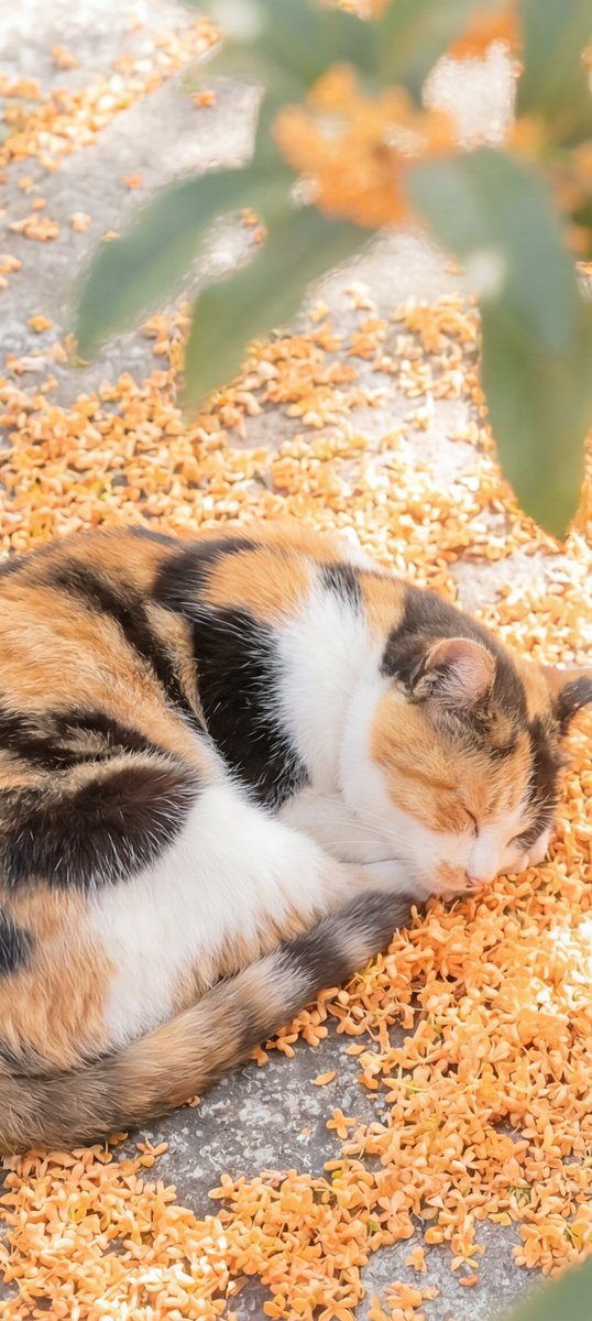 wa_cats's tweet photo. 金木犀の絨毯が眠りを誘う https://t.co/OT43nG63O4