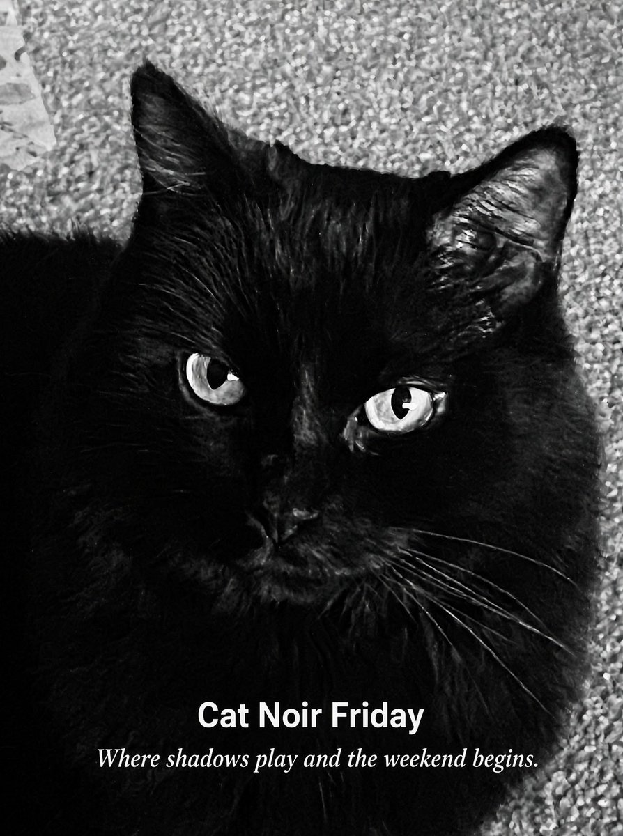 MemeCat99014509's tweet photo. ๐ค๐ค Happy ๐โโฌ Noir Friday! ๐ค๐ค
๐พ๐ค~Sabrina๐โโฌ
#BlackCats #CatNoirFriday #CatsOfX #CatsOfTwitter #Hedgewatch #Cats #AnimalLover #PetsOfX #Noir https://t.co/geLX4IbMDe
