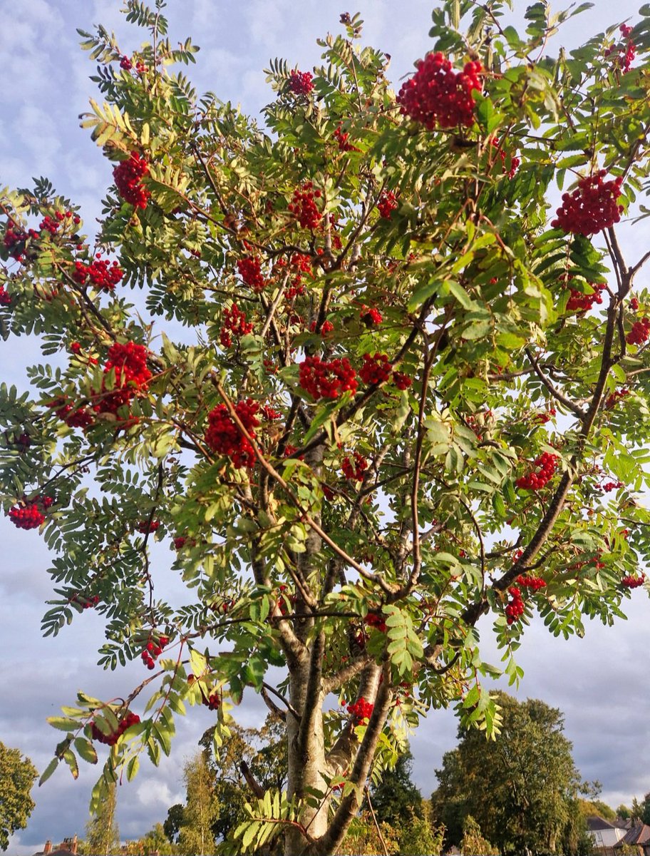 JuneHymn__'s tweet photo. September was🌹🍁 https://t.co/AypwGwKNMK