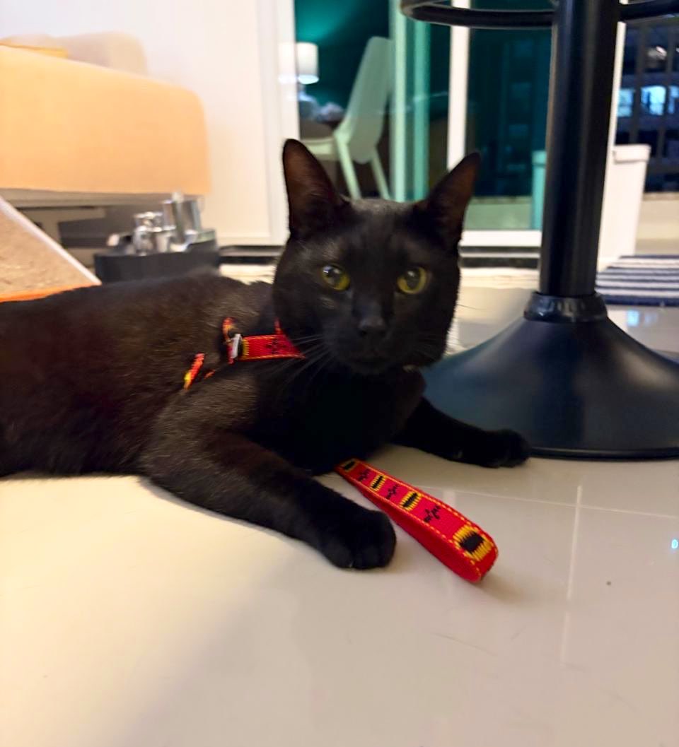 typescripting's tweet photo. falei com a vizinha e só poderei ir amanhã, mas pedi foto, esse é o nelson https://t.co/YCXcgT9jWX
