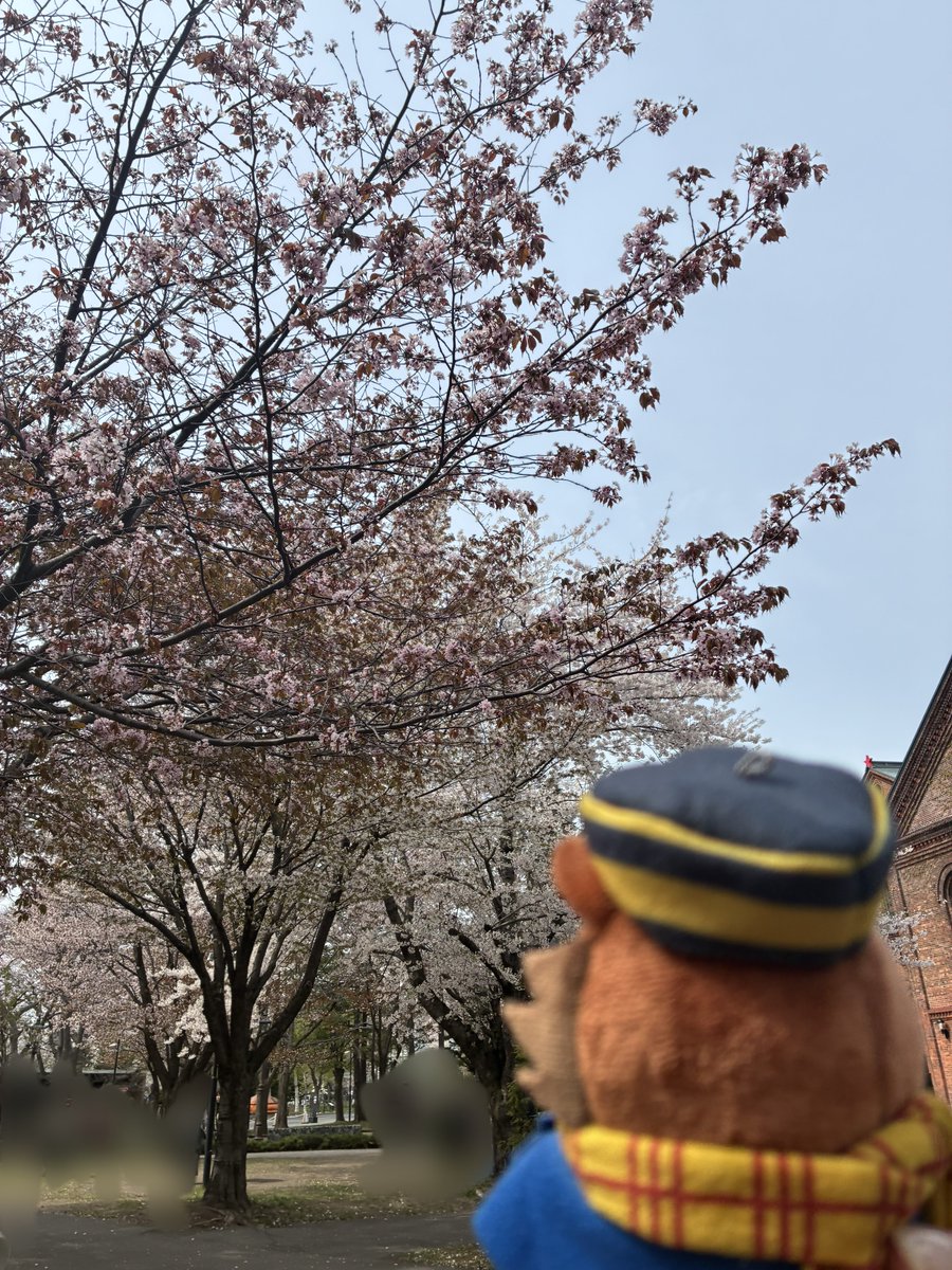 a_tofu_y's tweet photo. ｻｯﾎﾟﾖ あげなおしじゃよ… https://t.co/bRH8Gd4cCA