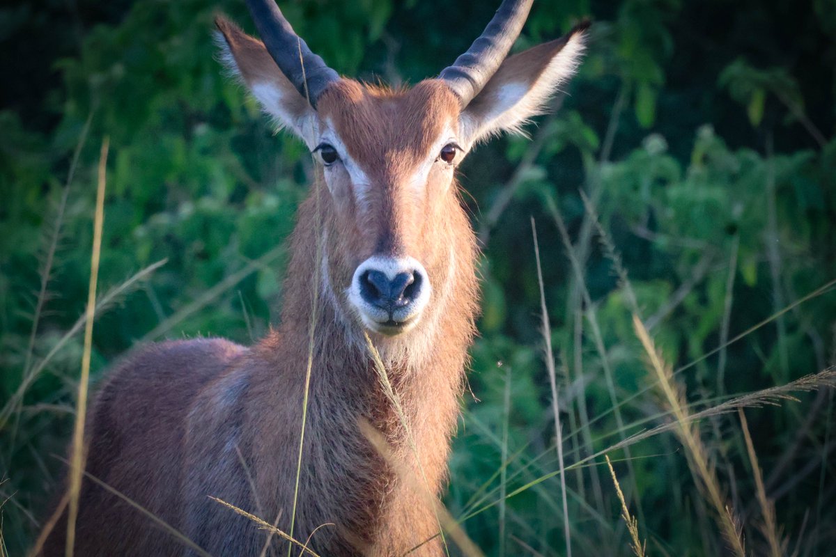 gorillacd's tweet photo. Today is #WorldAnimalDay, a time to raise awareness and advocate for protecting wildlife worldwide, including the species that call Virunga National Park home.⁠
⁠
Recent photos from our field team capture the rich wildlife of the Park's central sector: savanna elephants in Kihangiro, and hippos, waterbuck, and warthogs in Lulimbi. These animals, and countless others, depend on the daily work of Virunga's 800+ Rangers, who keep their habitats safe.⁠

📸 Katya Emmanuel⁠

#WildlifeConservation #AfricanWildlife #ProtectWildlife