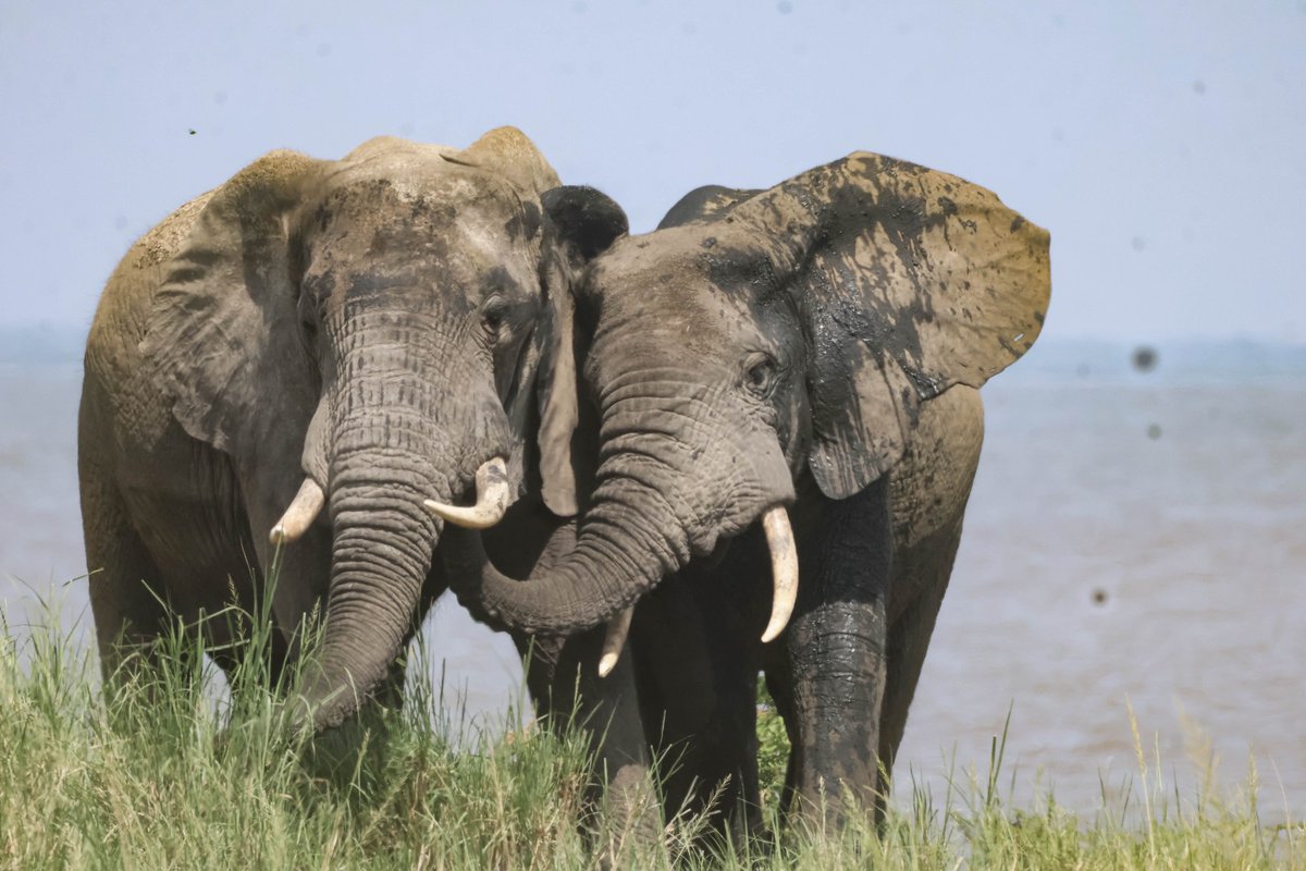 gorillacd's tweet photo. Today is #WorldAnimalDay, a time to raise awareness and advocate for protecting wildlife worldwide, including the species that call Virunga National Park home.⁠
⁠
Recent photos from our field team capture the rich wildlife of the Park's central sector: savanna elephants in Kihangiro, and hippos, waterbuck, and warthogs in Lulimbi. These animals, and countless others, depend on the daily work of Virunga's 800+ Rangers, who keep their habitats safe.⁠

📸 Katya Emmanuel⁠

#WildlifeConservation #AfricanWildlife #ProtectWildlife