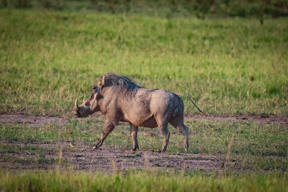 gorillacd's tweet photo. Today is #WorldAnimalDay, a time to raise awareness and advocate for protecting wildlife worldwide, including the species that call Virunga National Park home.⁠
⁠
Recent photos from our field team capture the rich wildlife of the Park's central sector: savanna elephants in Kihangiro, and hippos, waterbuck, and warthogs in Lulimbi. These animals, and countless others, depend on the daily work of Virunga's 800+ Rangers, who keep their habitats safe.⁠

📸 Katya Emmanuel⁠

#WildlifeConservation #AfricanWildlife #ProtectWildlife