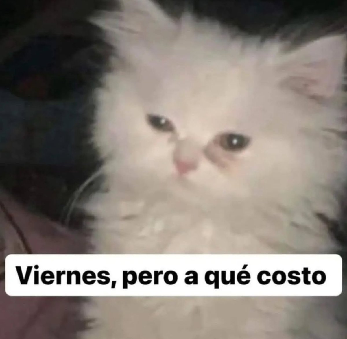 Guachita_baby's tweet photo. Que semana… https://t.co/6GozvJB3WK