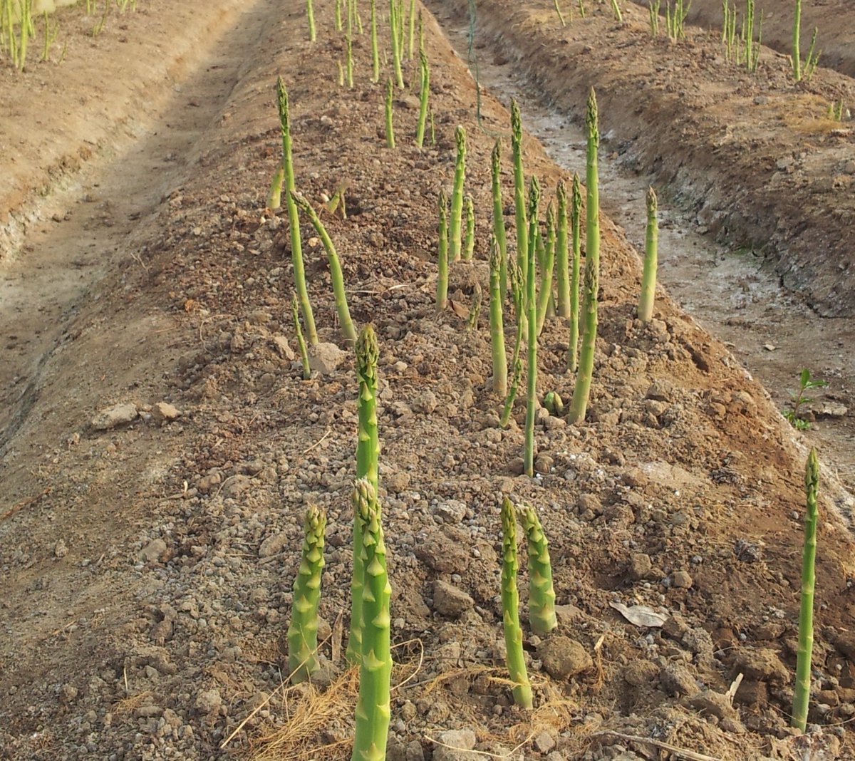 xtnrodn817's tweet photo. Check out how a lip-engaged crop stubble poses naturally in the sun! https://t.co/vXJWc8fqsv