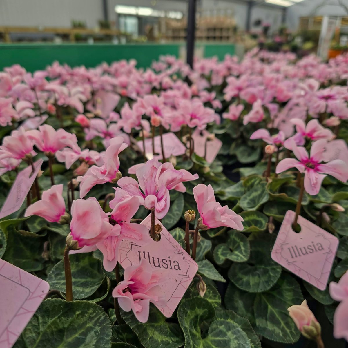 whitakersinfo's tweet photo. 🌸 Meet Cyclamen ‘Illusia’, an unusual variety with upward-facing pink flowers and marbled foliage.
It flowers through autumn and winter, and it also makes a lovely flowering houseplant.
Indoor or outdoor? 👇
#Cyclamen #Houseplants #Whitakers https://t.co/dwq26YWe8v
