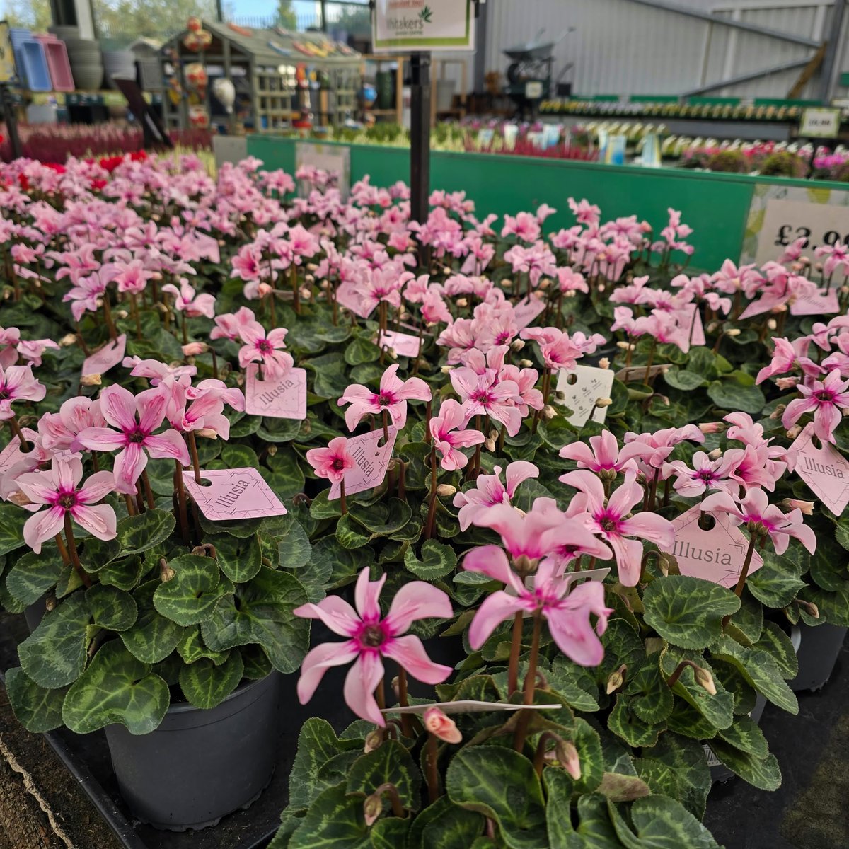 whitakersinfo's tweet photo. 🌸 Meet Cyclamen ‘Illusia’, an unusual variety with upward-facing pink flowers and marbled foliage.
It flowers through autumn and winter, and it also makes a lovely flowering houseplant.
Indoor or outdoor? 👇
#Cyclamen #Houseplants #Whitakers https://t.co/dwq26YWe8v