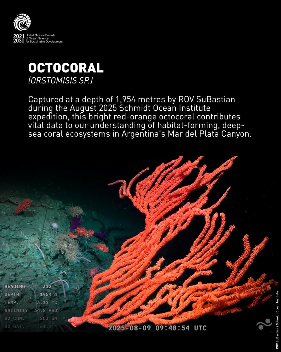 UNOceanDecade's tweet photo. 🔵 57 new marine species found in Argentina's submarine canyons through a workshop led by @oceancensus, an #OceanDecade Programme, and @SchmidtOcean.
See how it sheds a new light on one of the most biologically dynamic regions in the South Atlantic Ocean: https://t.co/LxUfWHddvM https://t.co/gMkC5uNYJZ