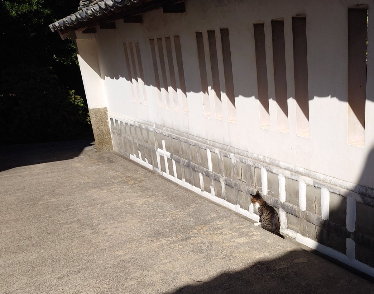 sora_96_'s tweet photo. 松陰神社で食べた夏みかんソフト
熊谷家住宅の隙間に挟まりたがるﾈｺﾁｬﾝ
明倫学舎のすぐ近くで出会ったﾈｺﾁｬﾝ https://t.co/0OAeL9o7V0