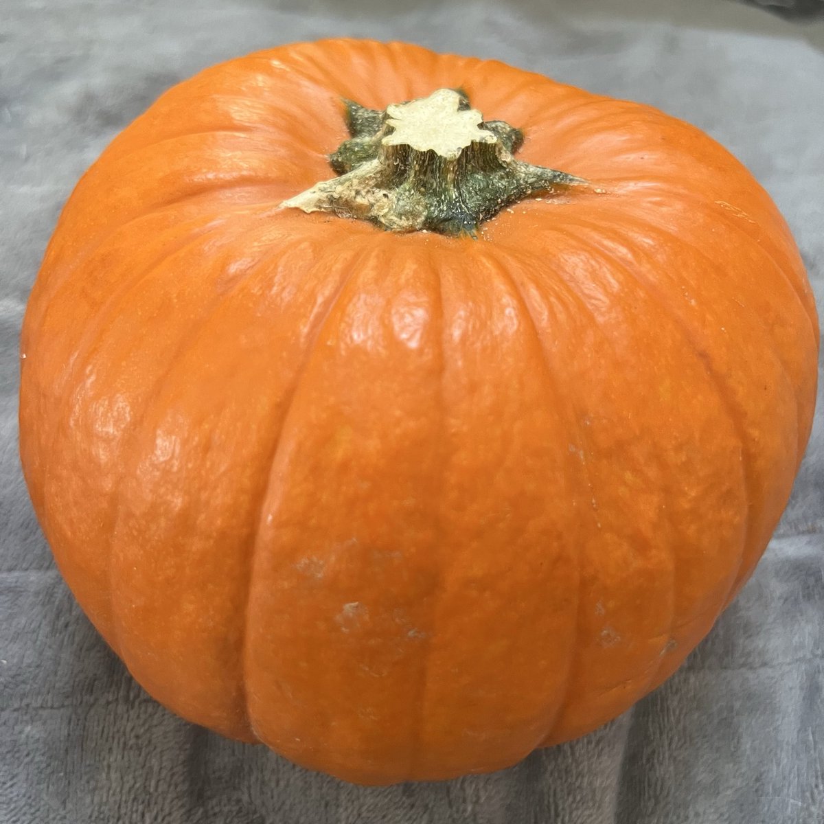 purrrversion's tweet photo. new seasonal content coming soon 🍆😳 https://t.co/Mcq62oXE9n