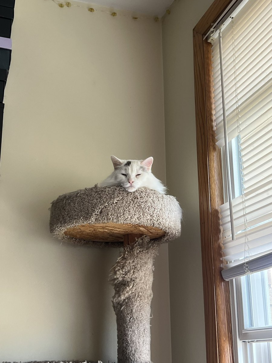 BitchestheCat's tweet photo. On his pedestal https://t.co/4TvuYFfcvP