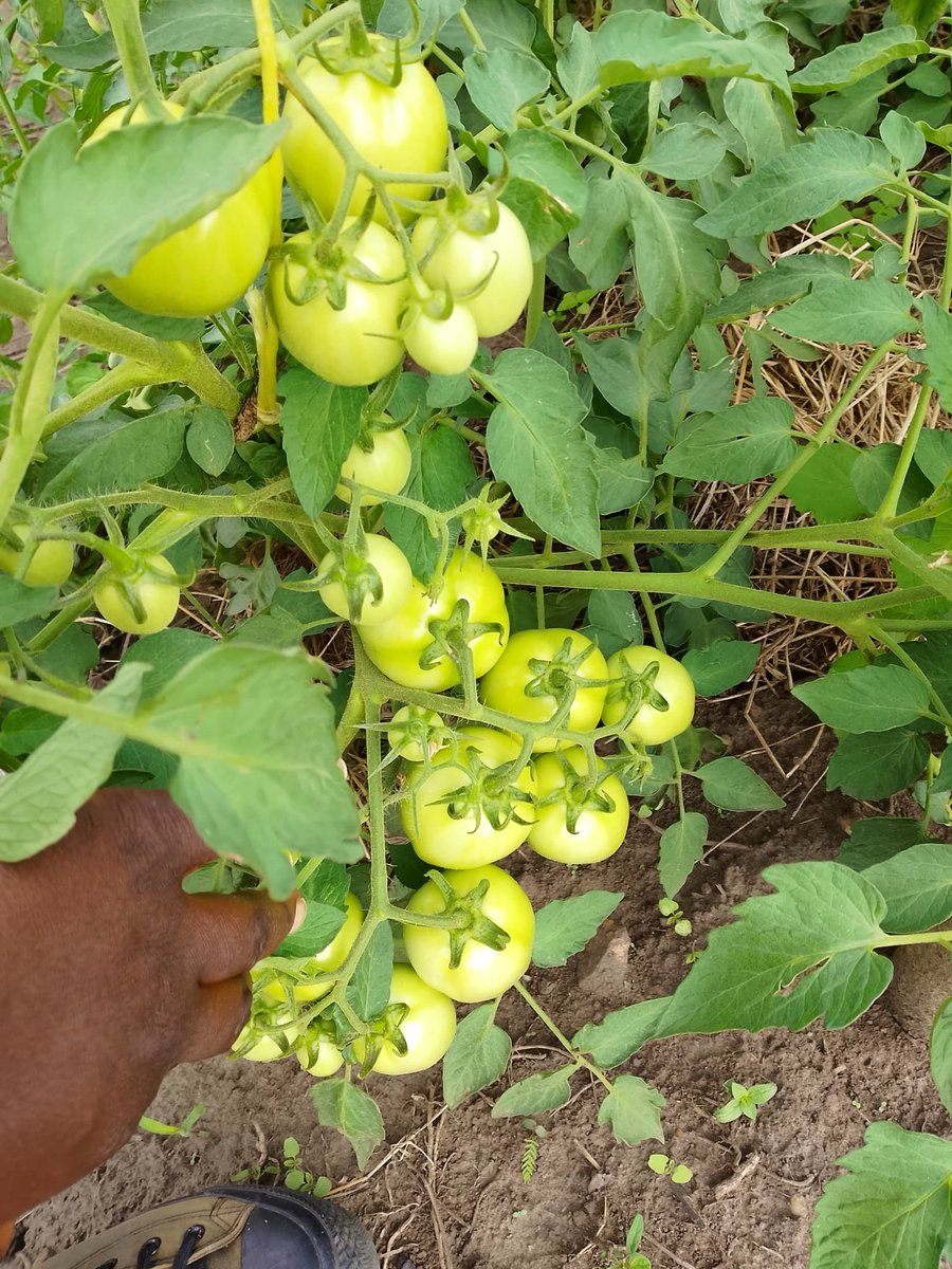 OmiaLtd's tweet photo. With quality seed and the right technical support, you can never go wrong in farming.

Access quality seed from us; 0800330066

#Farmersfirst https://t.co/HIBrpBskwV