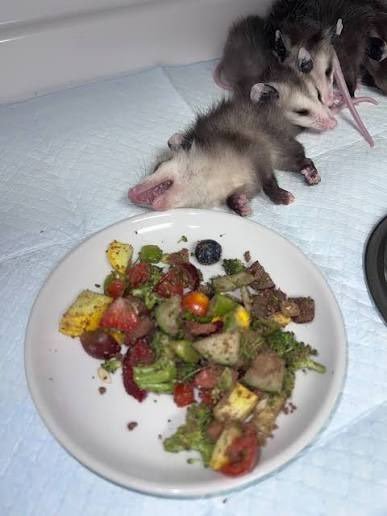 Possum_Daily's tweet photo. #Possum_Daily #Possum https://t.co/Mneb5l6I0q