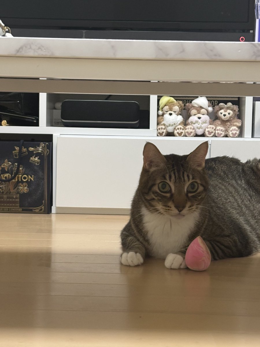 ririhomi28's tweet photo. 私の猫メイクスポンジ好きなんだけど、ずっと見てるだけなの面白い https://t.co/IYRF7JjLOq