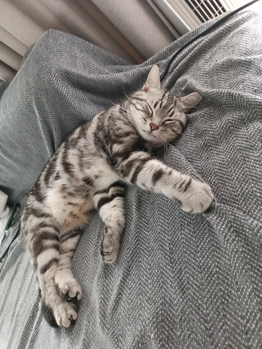 pino_notes's tweet photo. 寝ぼけてソファーカバーをギュッとしてる子です
#猫のいる暮らし
#猫好きさんと繋がりたい https://t.co/8qkYSIkOI9