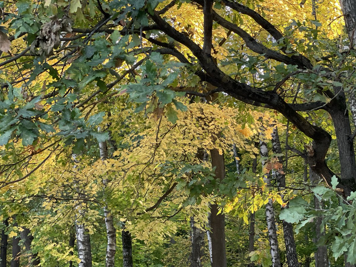 721moll's tweet photo. Pretty fall https://t.co/cKrUmD8336